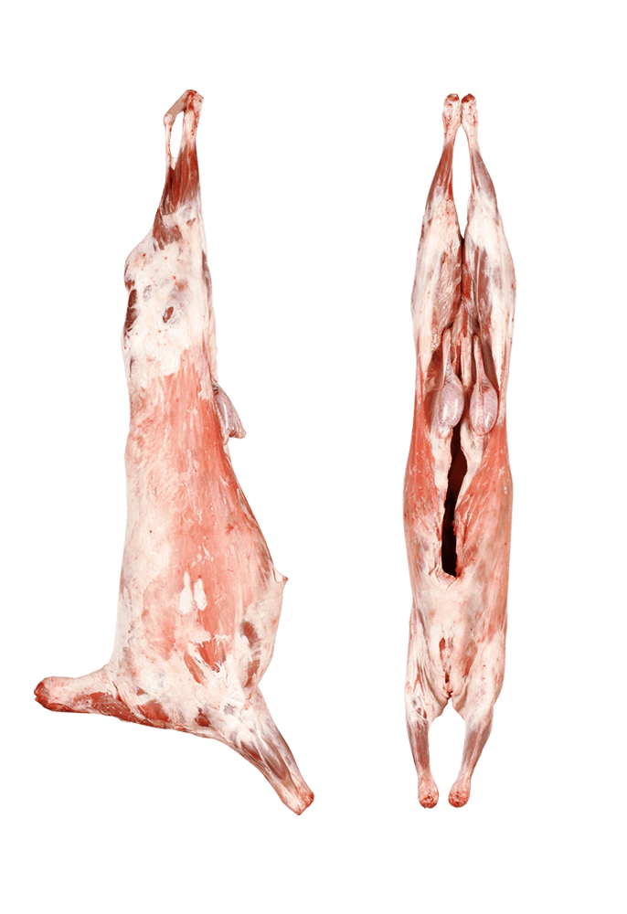 Kuzu Karkas